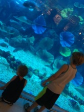 The Dubai Aquarium and Underwater Zoo